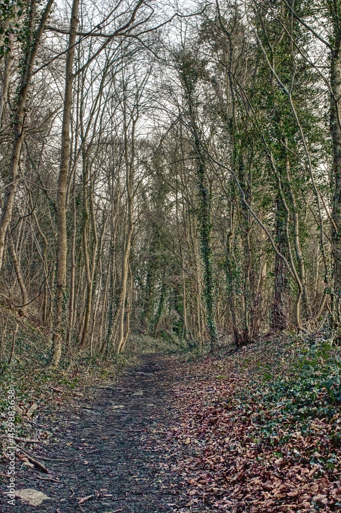 Winter woodland walk in Renishaw, North East Derbyshire