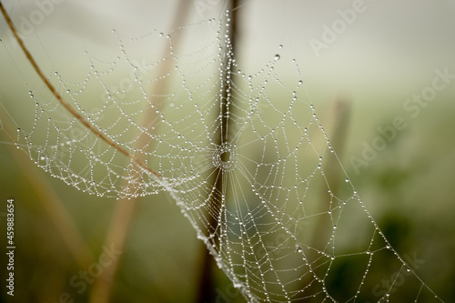 Cobweb on a misty morning with dew