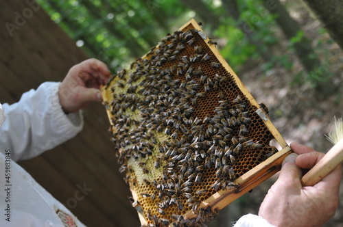 imker hält waabe wabe mit honig und bienen in hand imkern