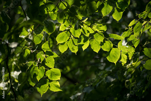 Sunlight shining through the leaves of a linden tree