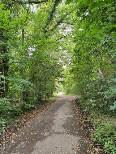 path in the woods