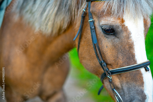 Portrait of a beautiful red horse with sad eyes. Horse riding.