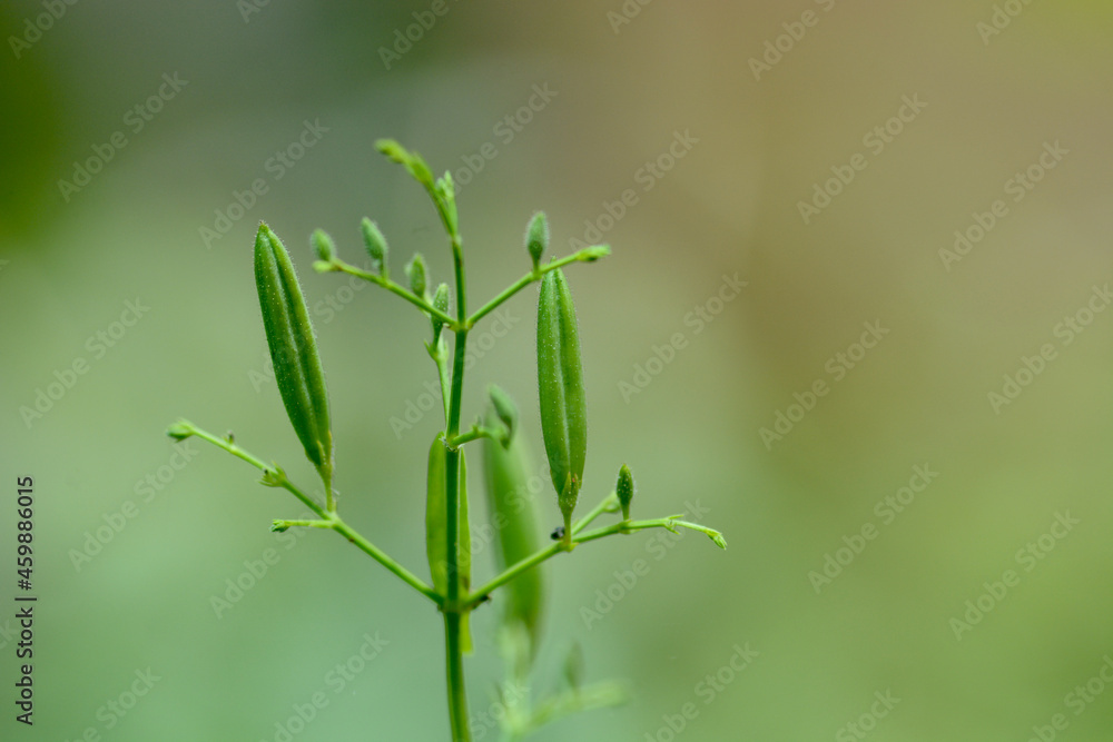 Andrographis paniculata fruit on tree in garden.