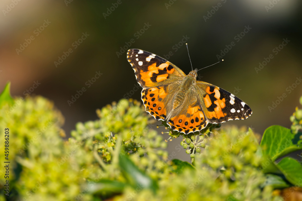 Painted Lady (Vanessa Cardui) Butterfly perched on ivy hedge (hedera helix) in Zurich, Switzerland Painted Lady (Vanessa Cardui) Butterfly perched on ivy hedge (hedera helix) in Zurich, Switzerland