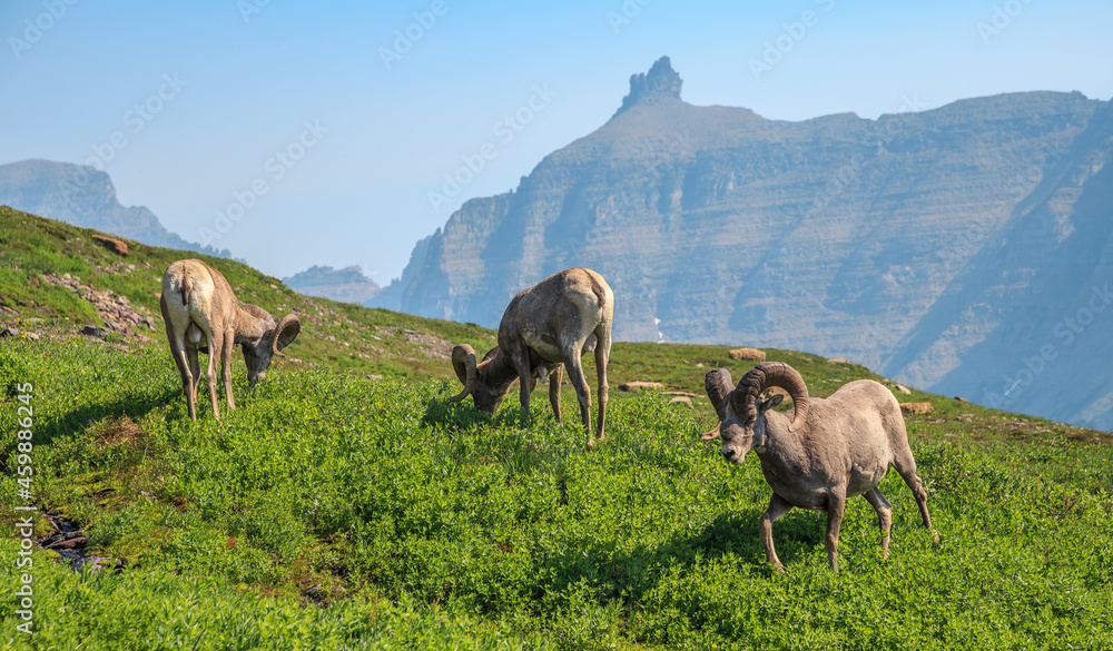 Obraz premium Bighorn Sheep in the Mountains at Logan Pass and the Hidden Lake Trail, Glacier National Park. Montana