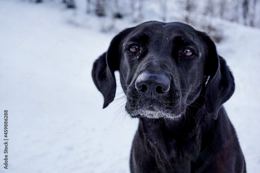 Snow dog