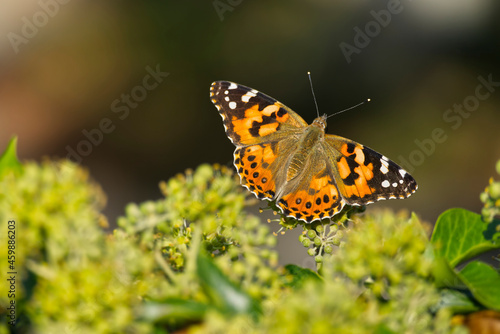 Painted Lady (Vanessa Cardui) Butterfly perched on ivy hedge (hedera helix) in Zurich, Switzerland