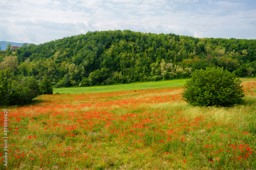 Rural landscape near Rivalta Trebbia, Emilia-Romagna, at May