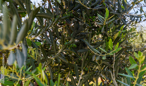 Olive branch with olives and leaves. Olive tree in autumn. Season nature image. Harvest ready to make extra virgin olive oil. Natural sunny agricultural food background. Closeup photo.
