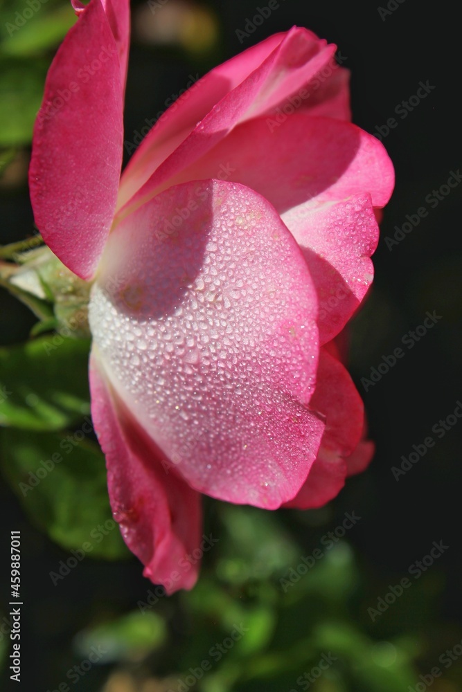 pink rose with dew drops pink rose with dew drops