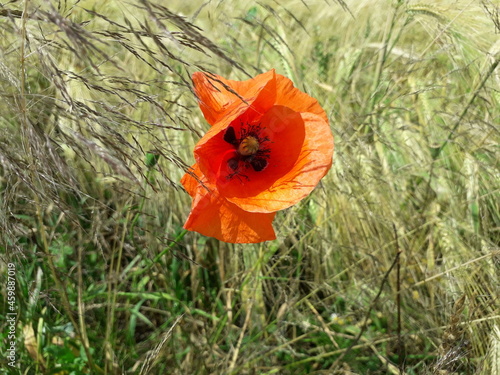 Red poppy in the field in the sammer day background