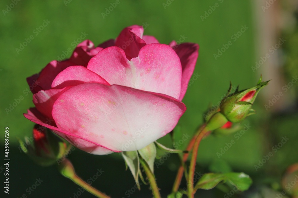 pink rose in garden