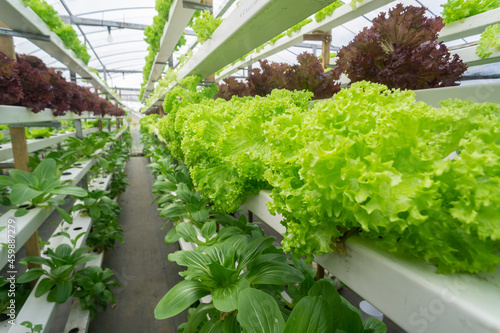 Fresh organic vegetable grown using aquaponic or hydroponic farming.
