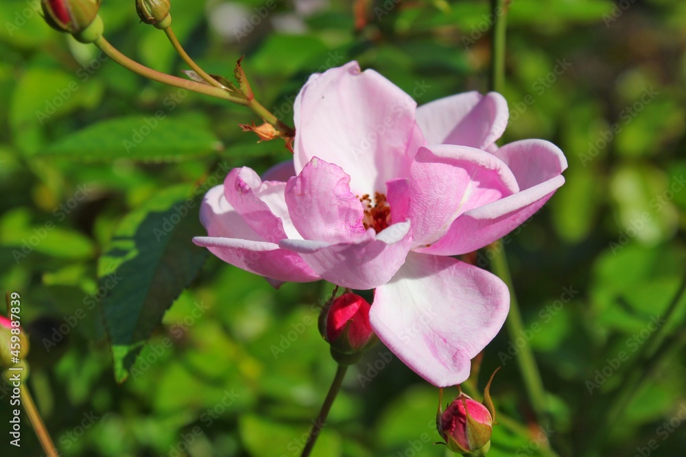 pink flower pink flower