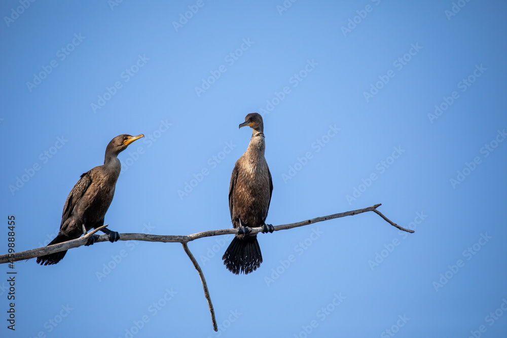 The double-crested cormorant (Nannopterum auritum) on the shores of Lake Michigan The double-crested cormorant (Nannopterum auritum) on the shores of Lake Michigan
