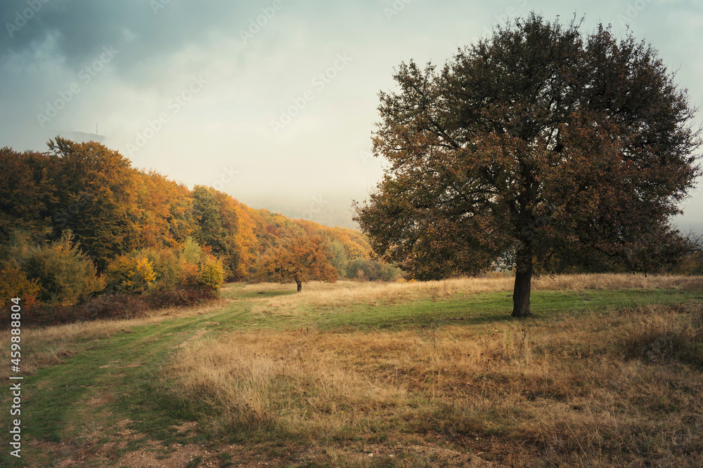 Fototapeta premium tree on a hill, colorful autumn landscape