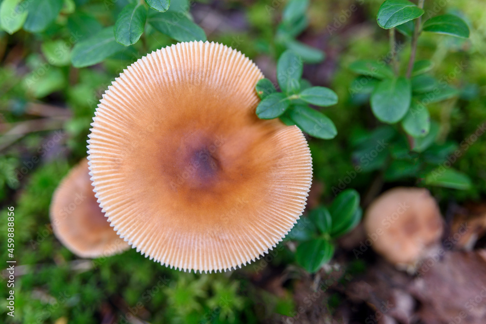 Non-edible mushrooms growing at forest on moss Non-edible mushrooms growing at forest on moss