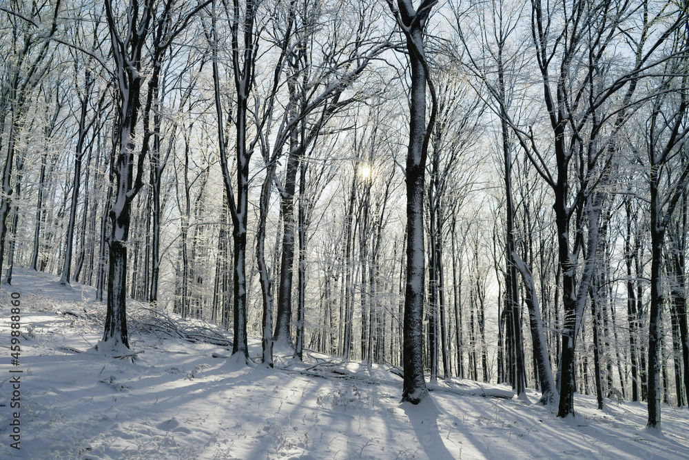 winter morning in the woods winter morning in the woods