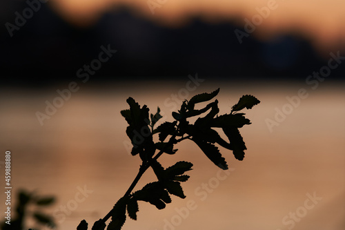 Silhouette of leaves