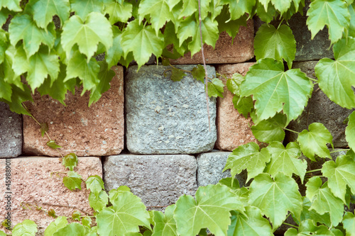 A Wall with Vines