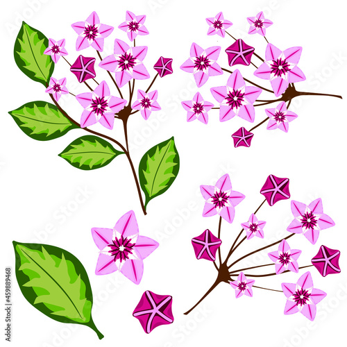 Hoya carnosa. Set of pink flowers  and twigs isolated on white background. Hand drawn vector element for your design
