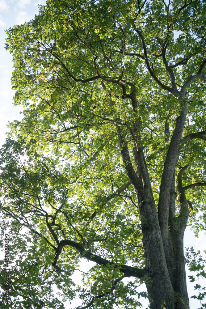 Big and old oak tree in Palatinate forest in South Germany Big and old oak tree in Palatinate forest in South Germany