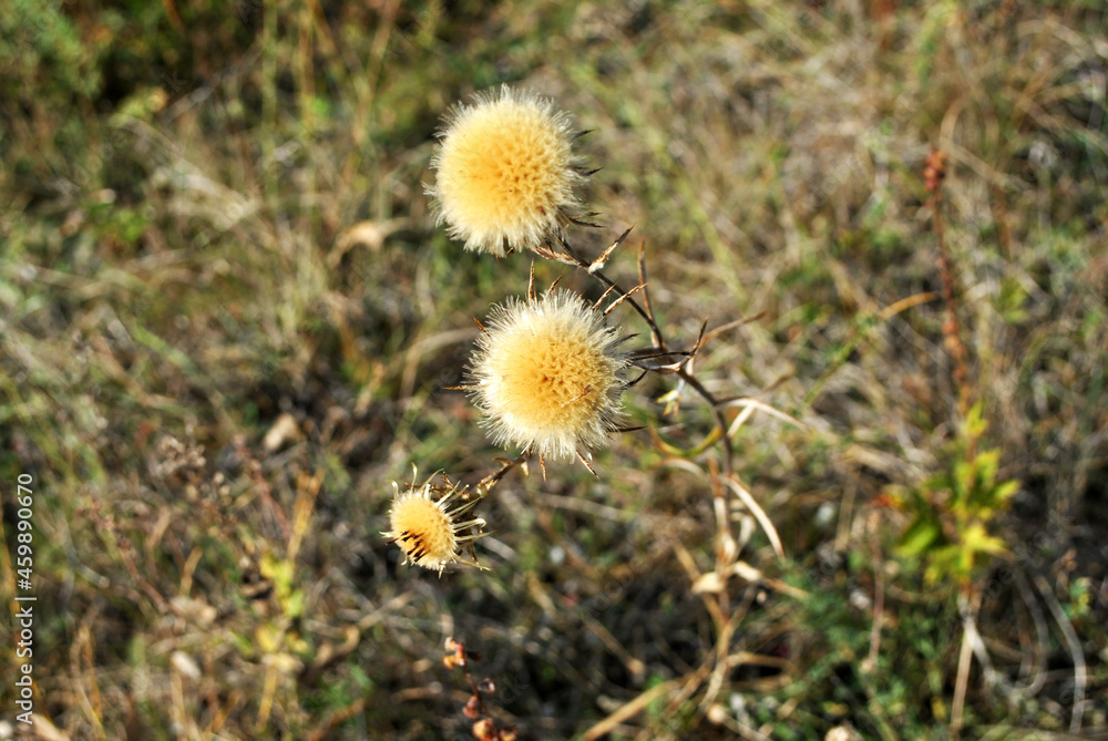 Milk thistle weathered dry flowers, blurry gray autumn grass background, soft bokeh, top view Milk thistle weathered dry flowers, blurry gray autumn grass background, soft bokeh, top view
