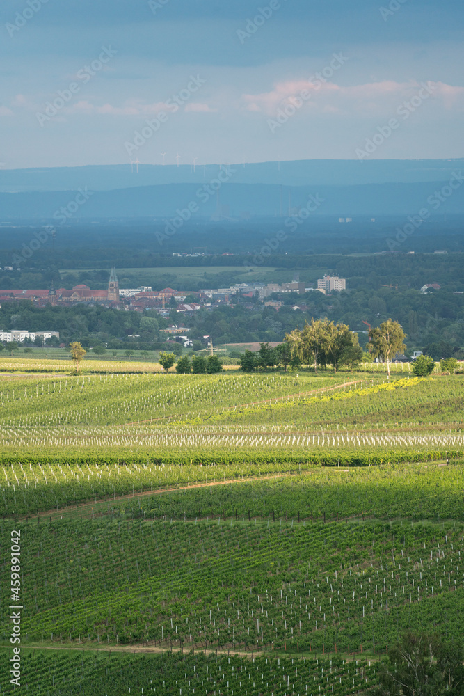 View of the Rhine valley towards the Black Forest from the Palatinate Forest