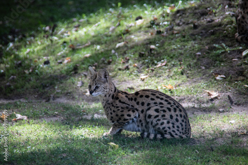 Serval sneaks through the forest © Dr. N. Lange
