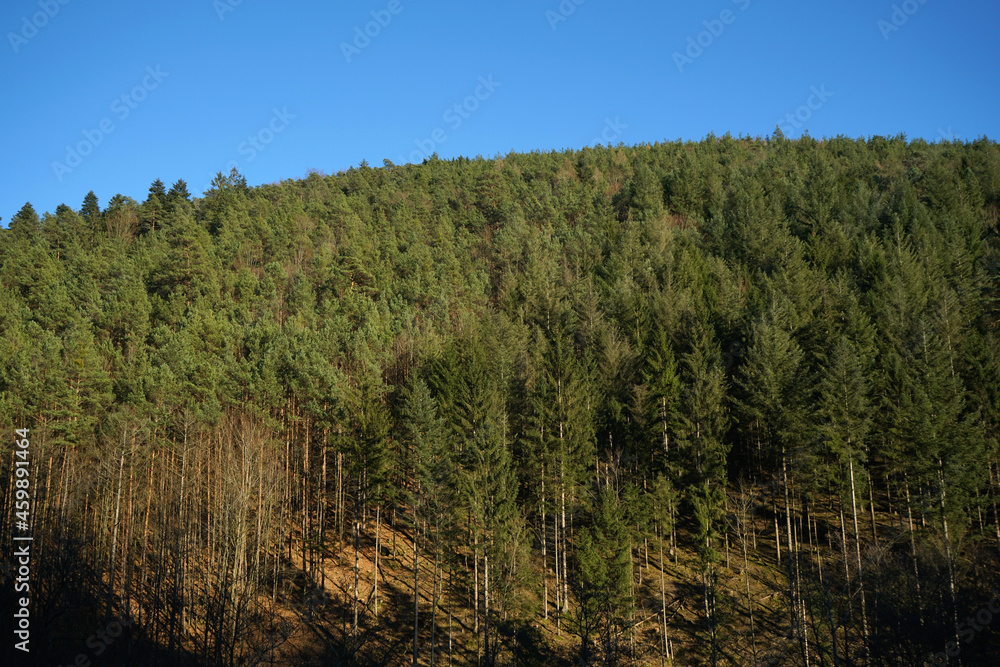 Fototapeta premium Thick coniferous forest in the Palatinate Forest