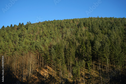 Thick coniferous forest in the Palatinate Forest