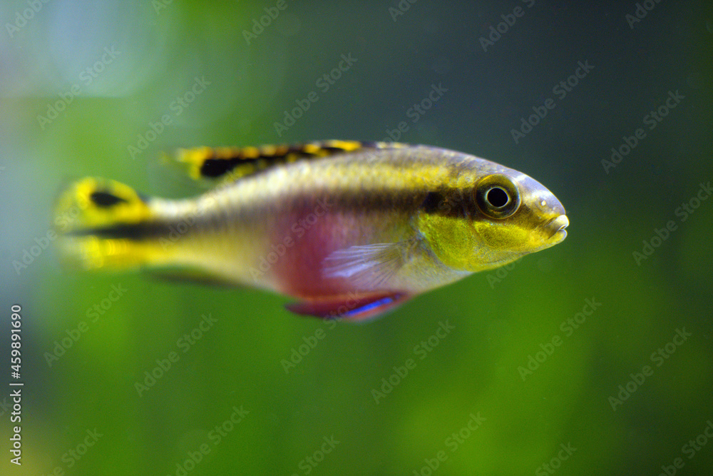 Beautiful aquarium fish close-up. Tropical fish. Beautiful aquarium fish close-up. Tropical fish.