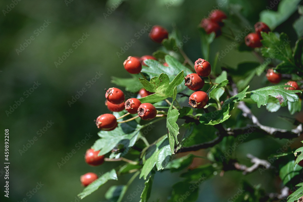 Hawthorn red berries