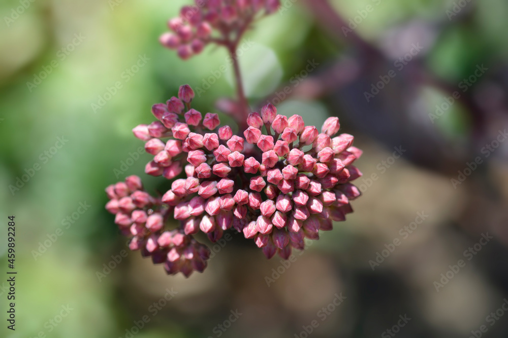 Orpine Purple Emperor Orpine Purple Emperor