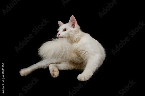 Cute white cat © gunungkawi