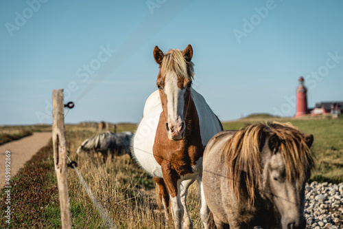 Fototapeta Wild horses in the field in Denmark