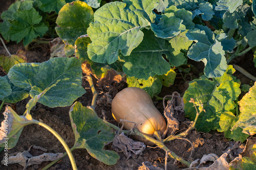 Tableau sur toile A ripe butternut squash in a field near Wiesbaden / Germany in autumn