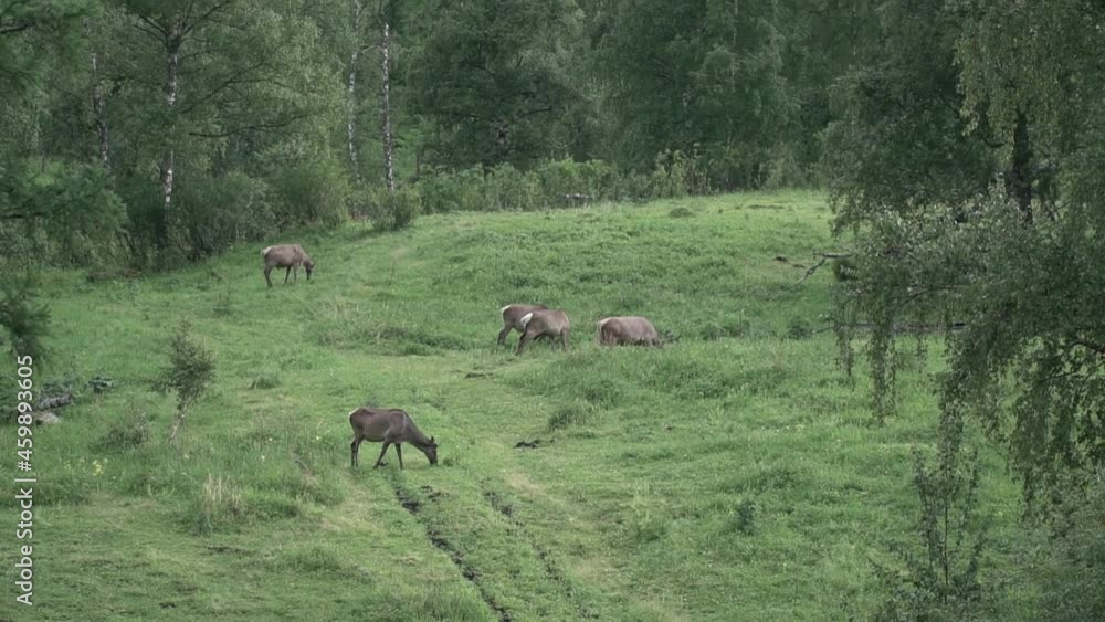 the nature of the Altai mountains in the summer periud