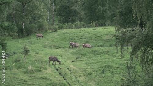 the nature of the Altai mountains in the summer periud