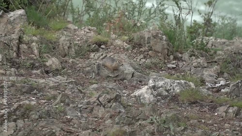 the nature of the Altai mountains in the summer periud