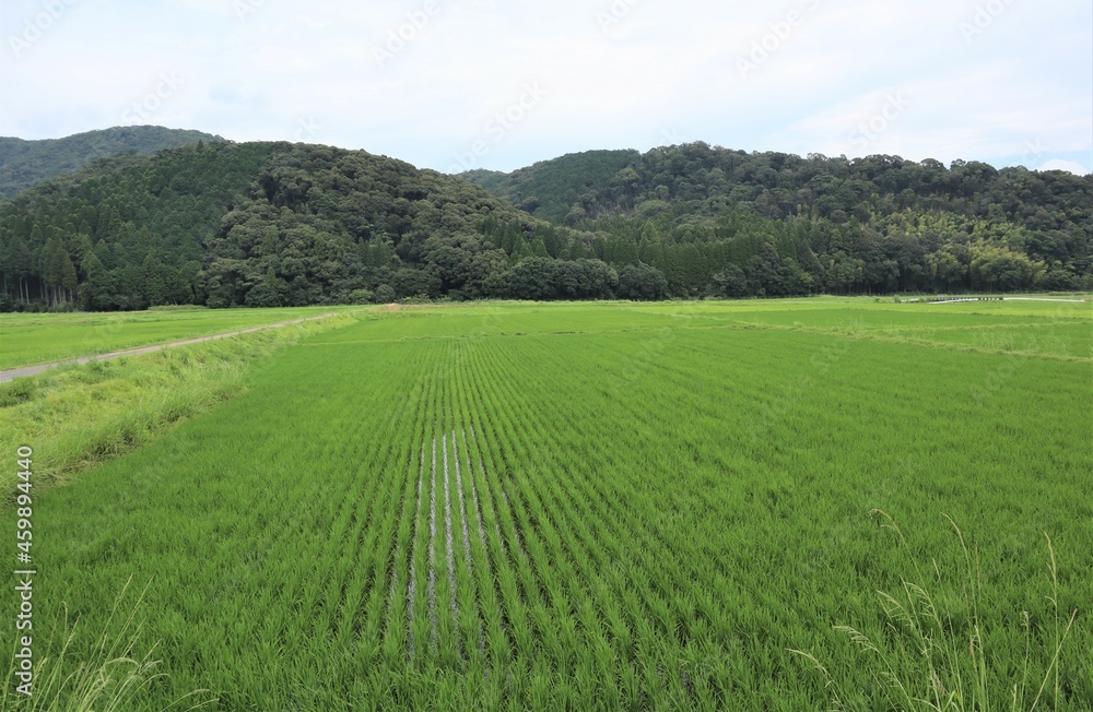 View of Japanese rice fields and mountains
