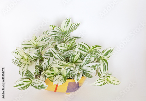 Tradescantia fluminensis albiflora White Cloud or Tradescantia Zebrina Albovittata is popular beautiful houseplant with striped white and green variegated leaves in a ceramic pot on white background