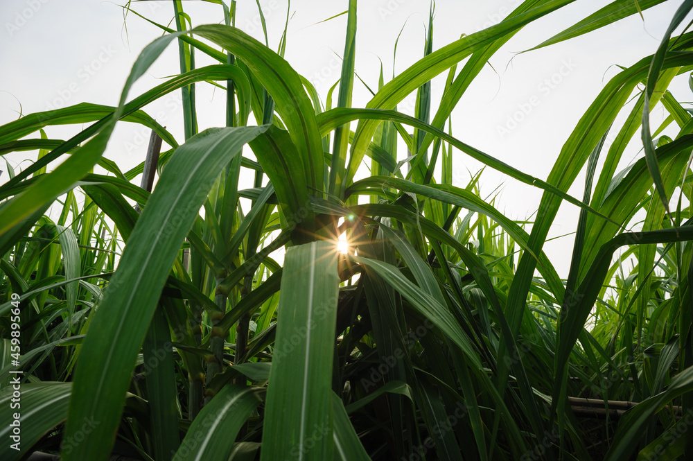 Obraz premium Sugarcane plants growing under sky