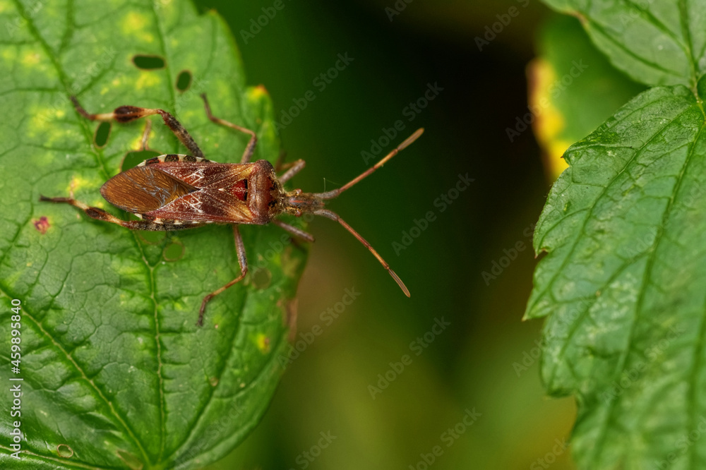 Amerikanische Kiefernwanze (Leptoglossus occidentalis) Amerikanische Kiefernwanze (Leptoglossus occidentalis)