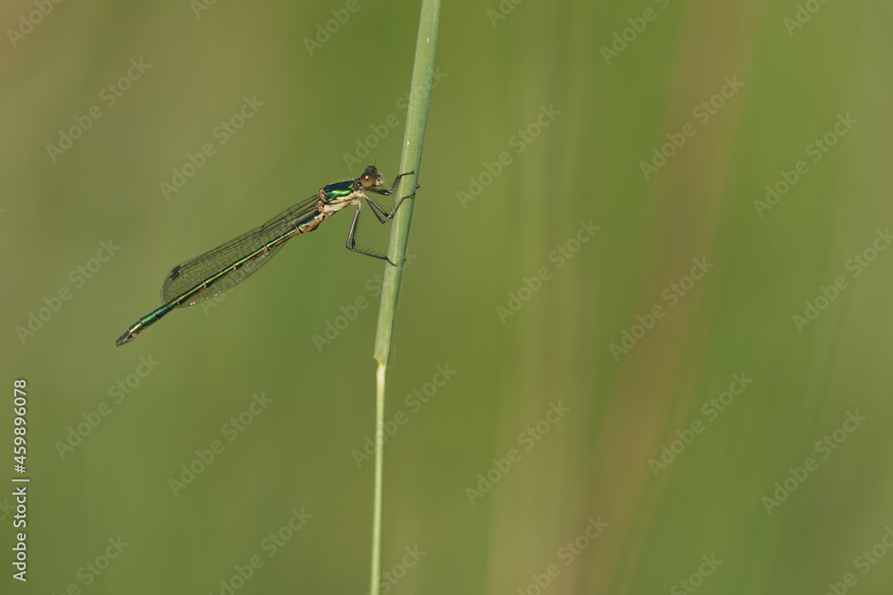 Kleine Binsenjungfer (Lestes virens) Kleine Binsenjungfer (Lestes virens)