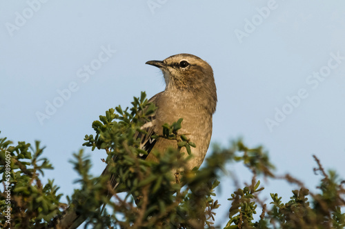 Patagonian Mockingbird, Peninsula Valdes,Patagonia, Argentina photo