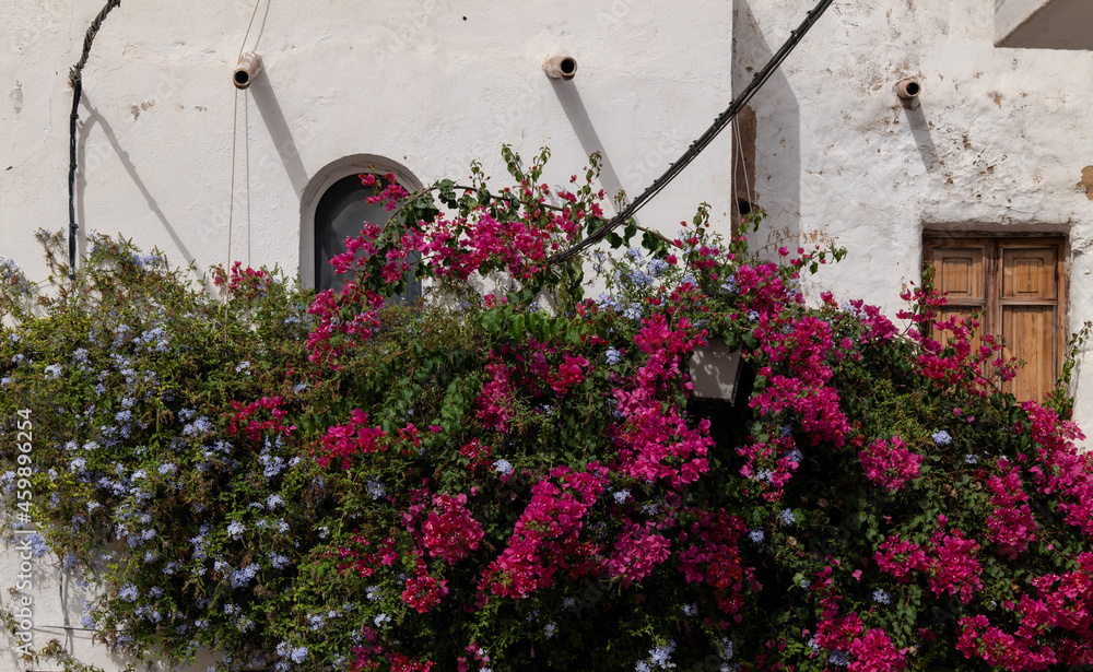 Naklejka premium Bougainvillea plant against wall with windows in small town of South of Spain.