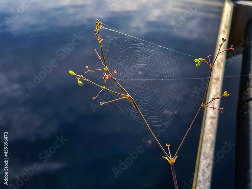 Morning spider web on a wildflower in the swamp photo