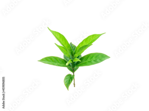 Gardenia plant or Cape Jasmine leaf on white background