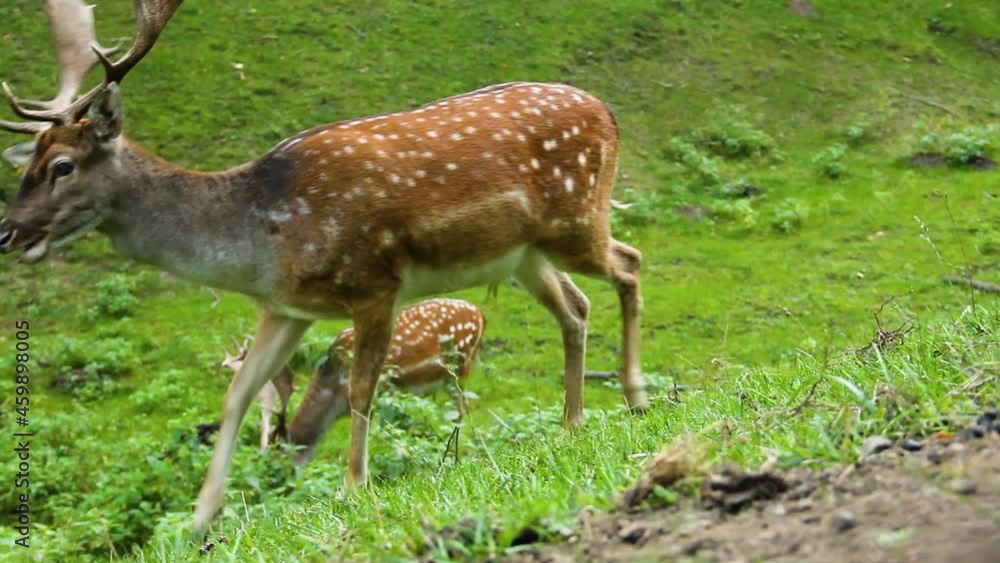 Dappled deer. A sika deer with antlers eats grass. Cervus nippon Dappled deer. A sika deer with antlers eats grass. Cervus nippon